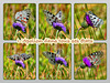 Apollon (Parnassius apollo) Grand Colombier (sud massif jurassien)