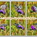 Apollon (Parnassius apollo) Grand Colombier (sud massif jurassien)