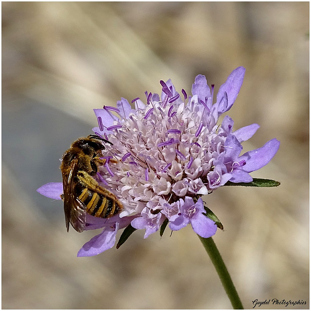 Les Abeilles aussi ...