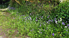 The many bluebells on the driveway.