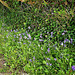 The many bluebells on the driveway.