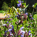 20230531 0502CPw [D~LIP] Hain-Salbei (Salvia memorosa), UWZ, Bad Salzuflen