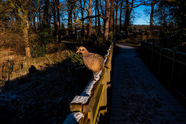 Pheasant