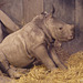 Rhino baby 5 weeks (through glass), 2