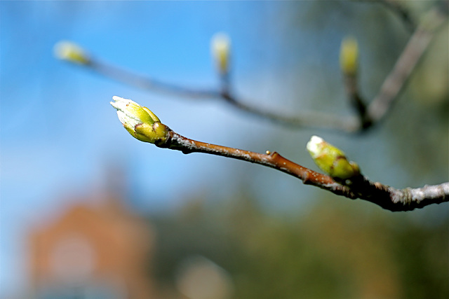 Depth-of-Field with a Helios-44 Lens