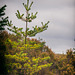 Forêt de Fontainebleau