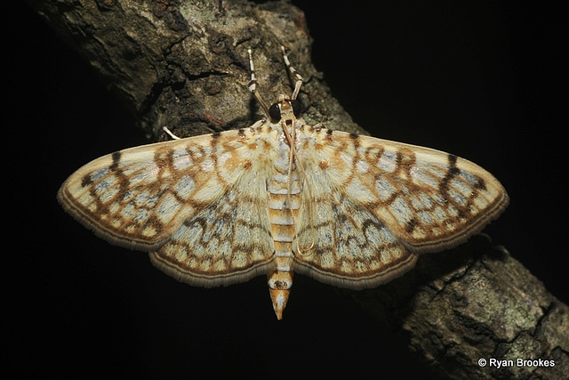 Haritalodes derogata (Fabricius, 1775)