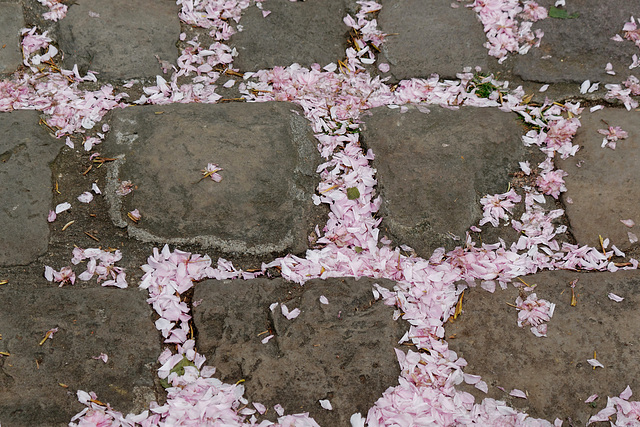 C'est le printemps, les pavés fleurissent