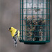 Bachelor goldfinch