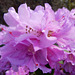 15  Rhododendron X praecox - Vorfrühlings- Rhodedendron