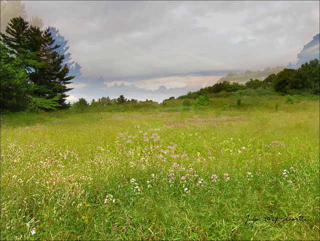 Summer landscape