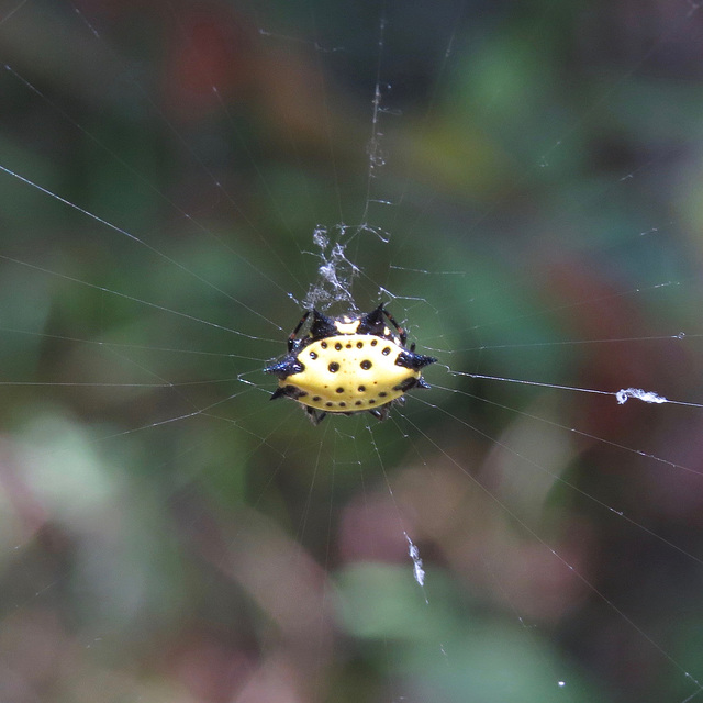 Gasteracantha cancriformis (female)