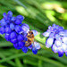 Honey Bee on Grape Hyacinth