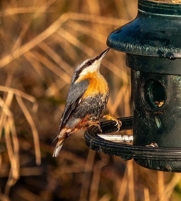 Nuthatch