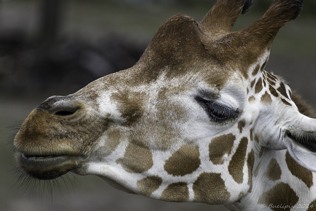 Giraffenportrait im Zoo Zürich ... P.i.P. (© Buelipix)