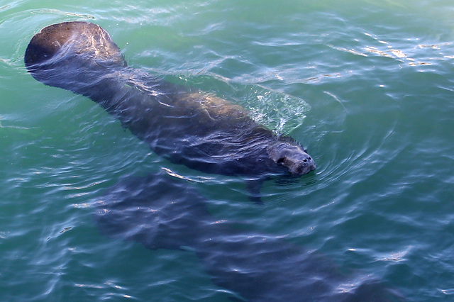 Manatee Lagoon Manatee Lagoon