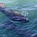 Manatee Lagoon