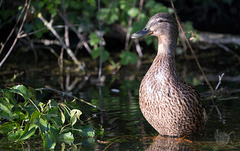 Mama Duck
