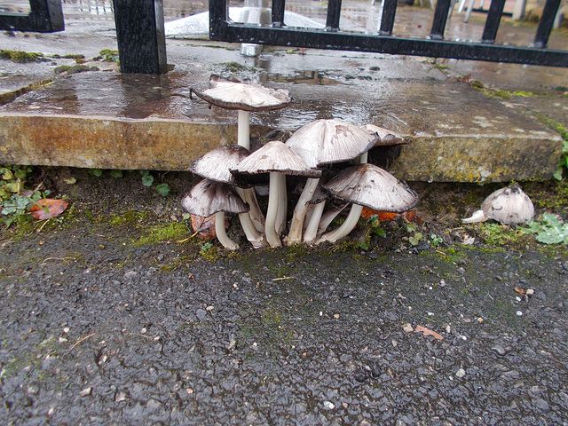 STR[25] - some fungi