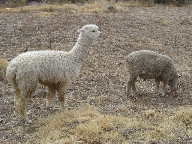 Alpaga et mouton