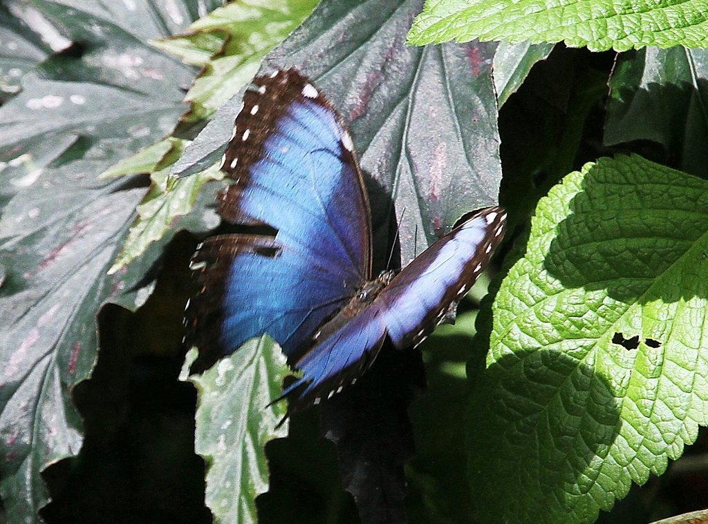 Blauer Morphofalter