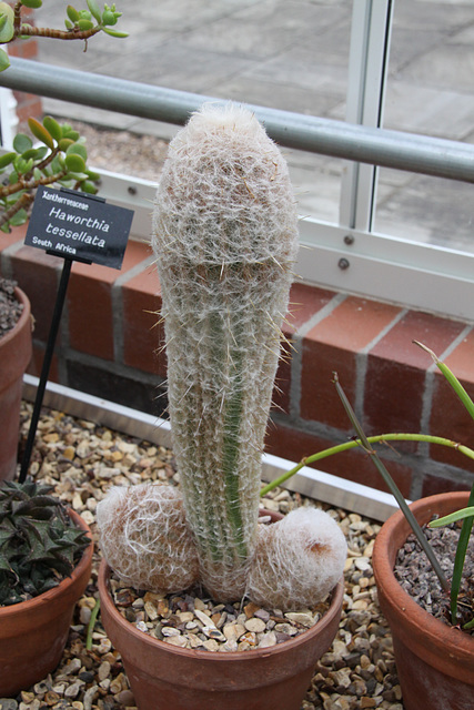 Porno Cactus