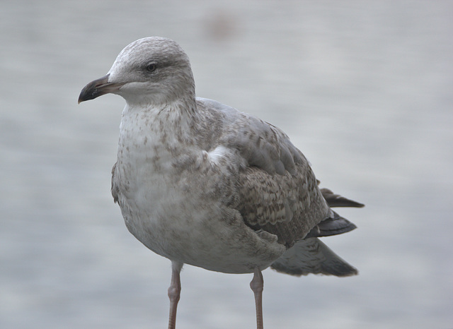 IMG 0050HerringGull