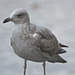 IMG 0050HerringGull