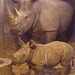 Rhino baby 5 weeks (through glass), 3