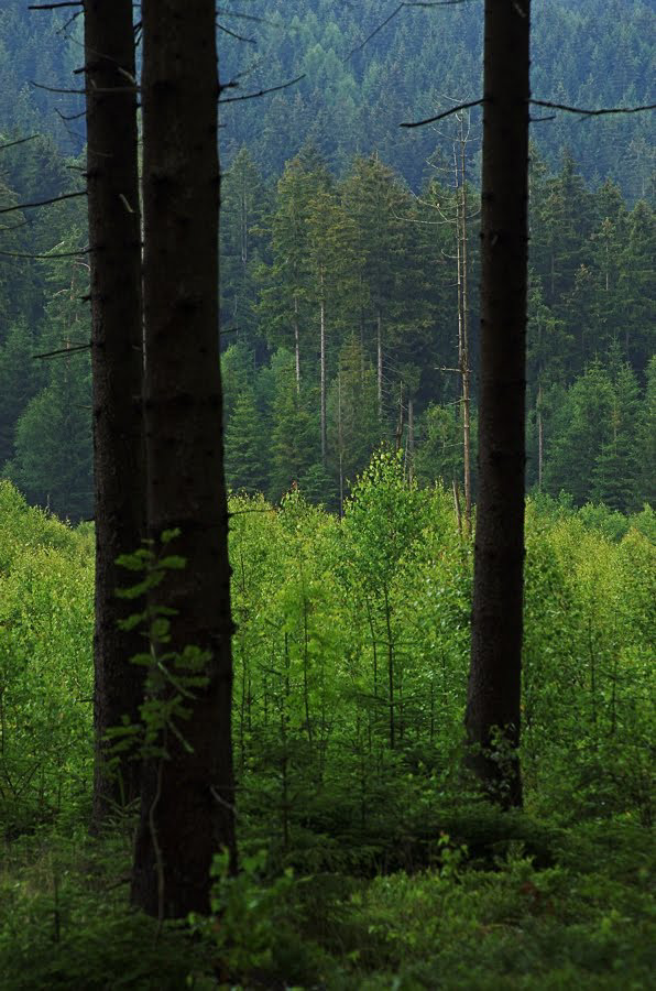 Waldmoor