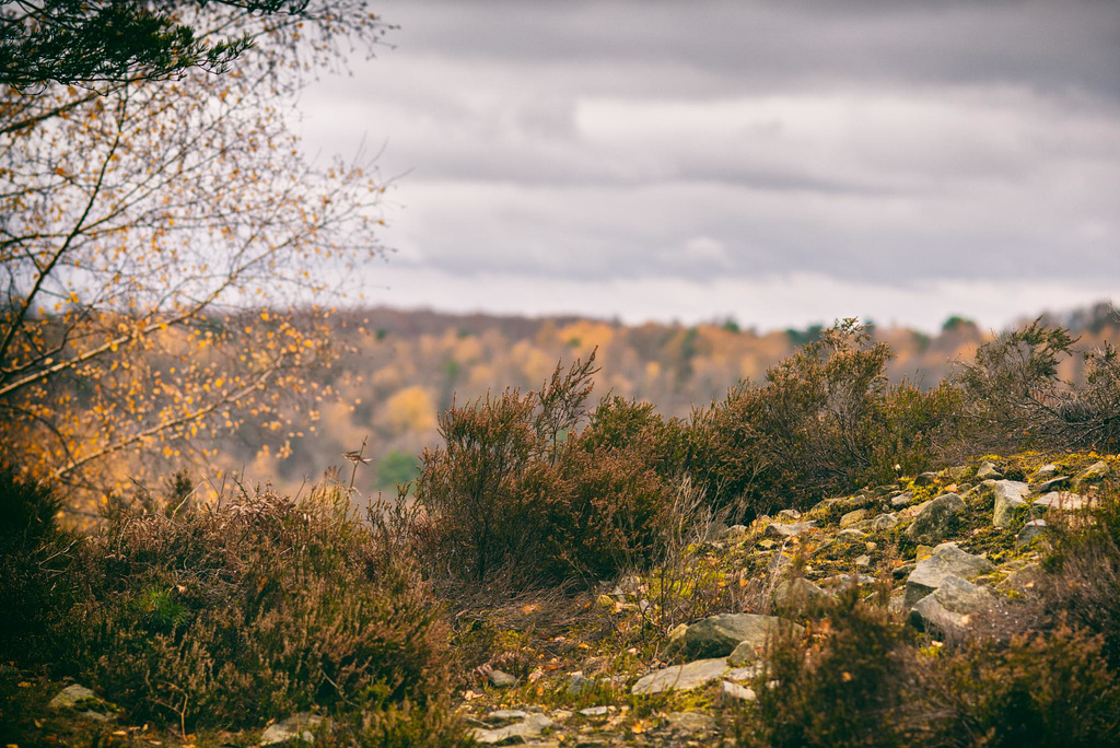 Forêt de Fontainebleau