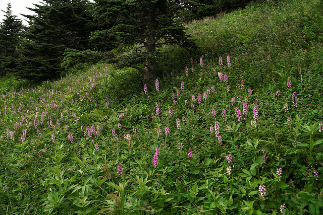 Platanthera psycodes (Small Purple Fringed orchid)