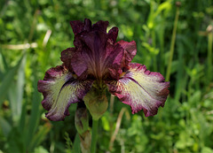 Iris 'Innocent Star'