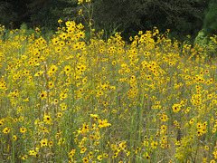 Helianthus angustifolius flowers