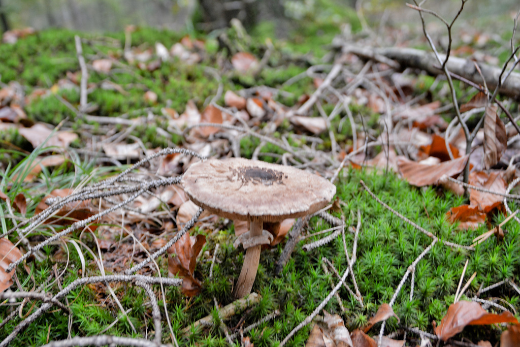 Gemeiner Riesenschirmling (Macrolepiota procera)