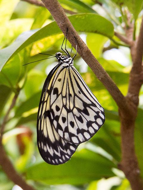 Chester zoo butterfly house. (1)