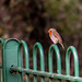 A robin sitting in front of a bench at Eastham