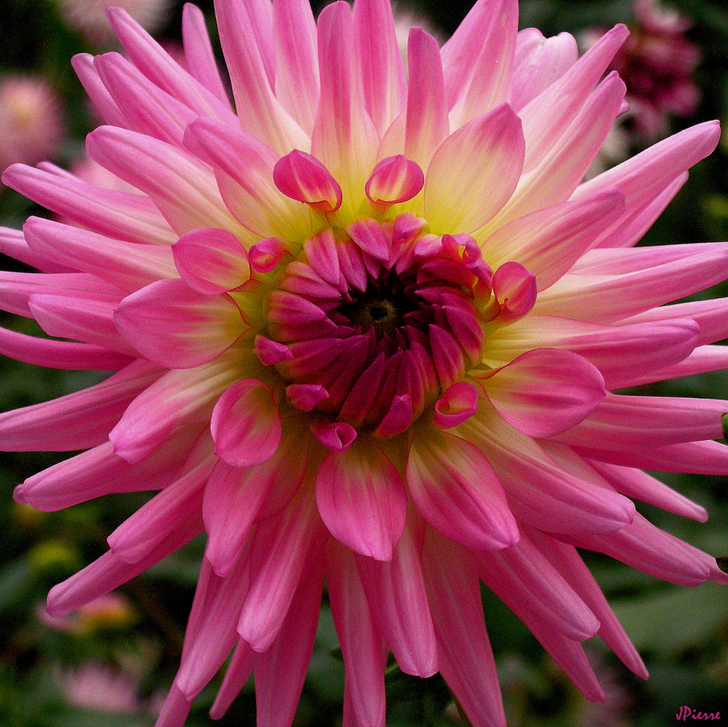 Dahlia