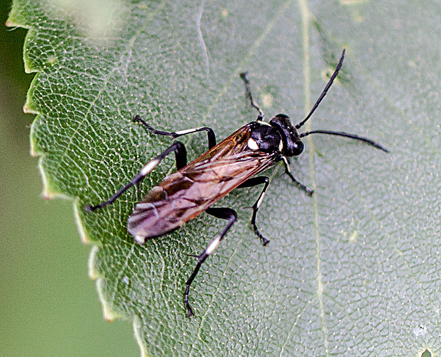 20110519 2955RMw [D~MI] Blattwespe (Macrophya duodecimpunctata), Großes Torfmoor, Hille