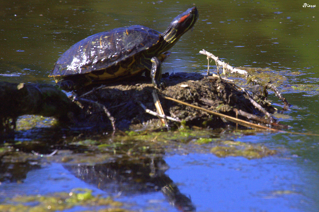 Trachemyde à tempes rouges
