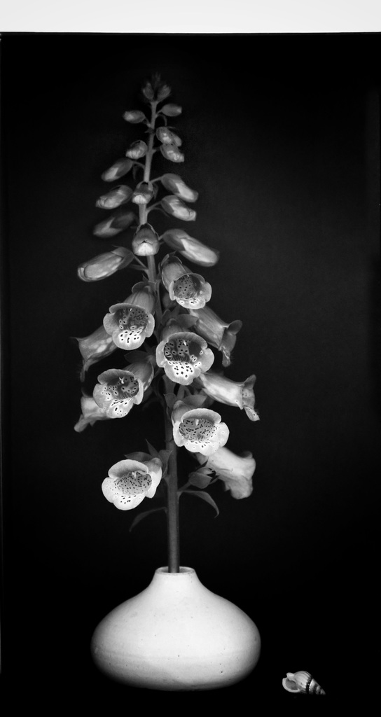 foxglove