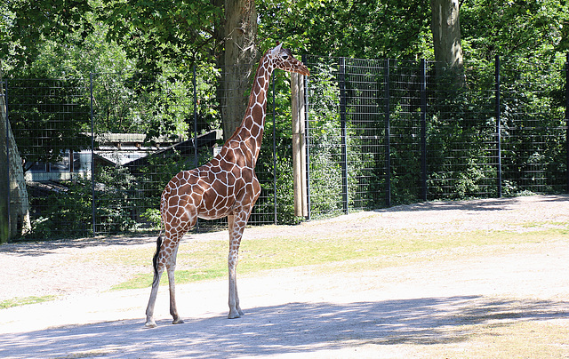 Die wundervolle Giraffe