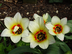 3 Tulips smiling