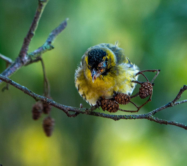 Siskin