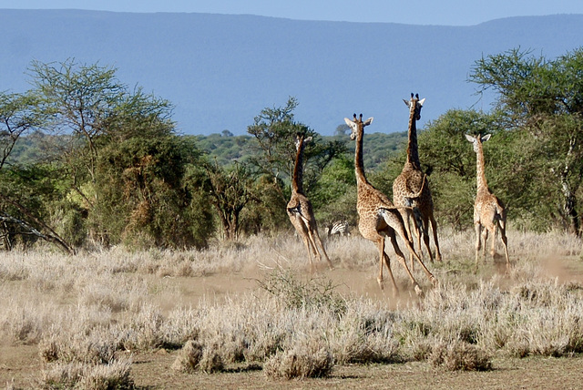 Giraffes in panic.