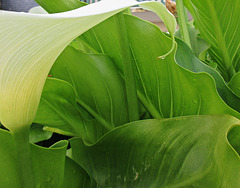 arum