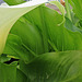 arum