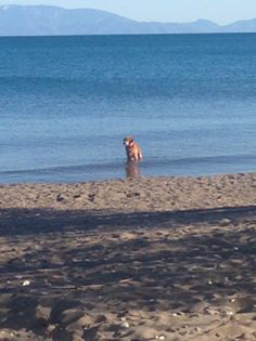 One of the beach dogs having a cool down