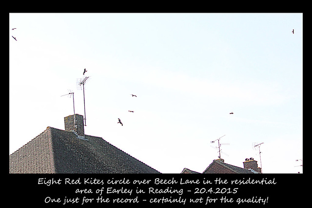 Red Kites over Earley - Reading - 20.4.2015