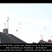 Red Kites over Earley - Reading - 20.4.2015